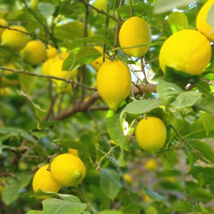 Limon