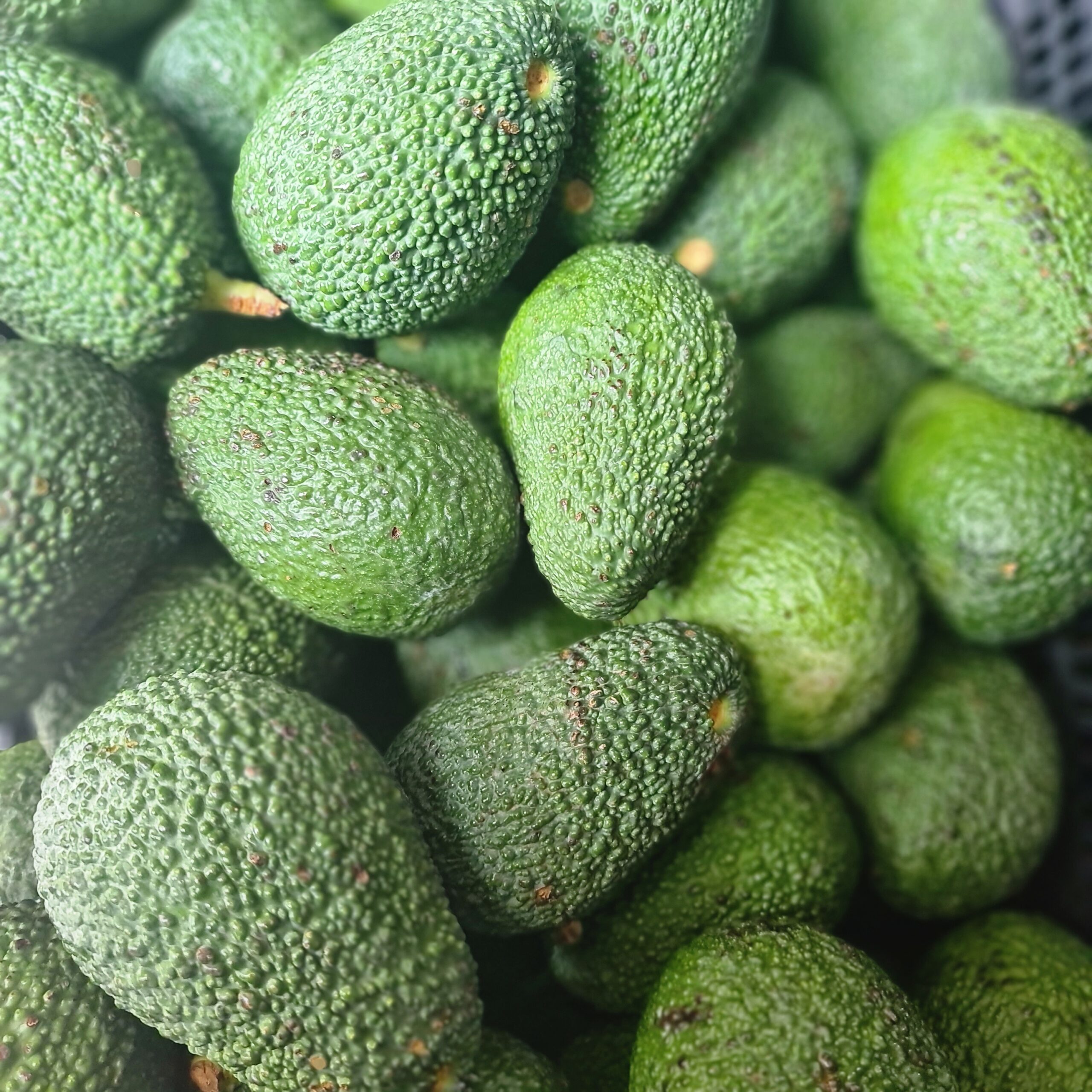 Orta Hass Avokado (160 gr altı)